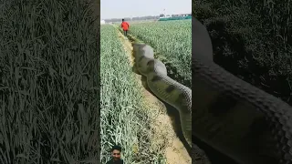 Anaconda snake chasing boy video 🐍 #shorts#shortsfeed #viralvideo #anaconda #snake