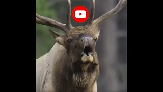 Reindeer Amazing sound  || Barasingha sound #shorts #shortvideo #wildanimals #youtubeshorts