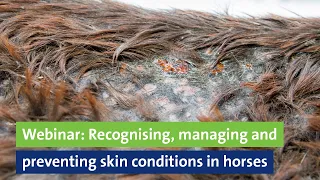 Webinar: Recognising, managing and preventing skin conditions in horses, Professor Derek Knottenbelt