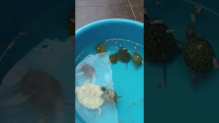 nuevas tortugas, Mauremys sinensis (Ocadia) y Pseudemys 🐢🐢