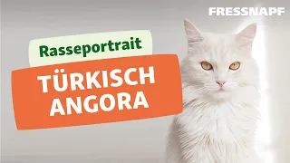 Angora Katze I Rasseportrait I FRESSNAPF