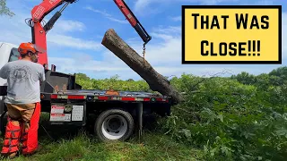 Harvesting Pecan Trees for Firewood in a Thunderstorm