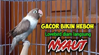 LOVEBIRD Gacor NGEKEK PANJANG AMPUH NAIKKAN EMOSI, LOVEBIRD Apapun PASTI SEGERA TERPANCING Bunyi