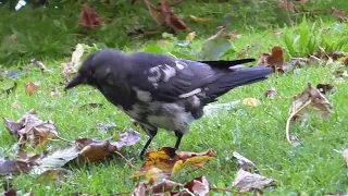 Leucistic Jackdaw (Corvus monedula)