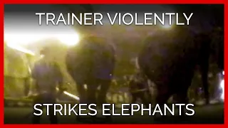 Carson & Barnes Circus Trainer Violently Strikes Elephants