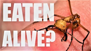 Can Army Ants Eat People? The Truth about Killer Ants