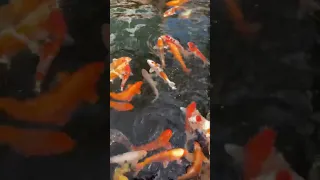 Koi Fütterung bei 20 Grad Wassertemperatur