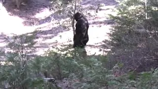 Bigfoot caught on Camera in Idaho! Is this proof of Bigfoot?