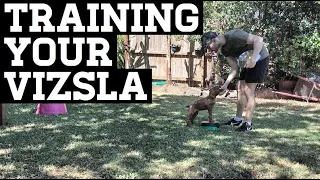 How To Train Your Vizsla Puppy