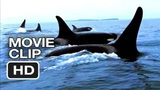 Blackfish Movie CLIP - Capturing Orcas (2013) - Documentary HD