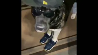 DOG WITH THE DRIP