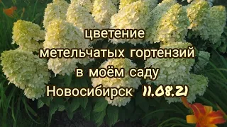 цветение метельчатых гортензий в моём саду в августе 11.08.21