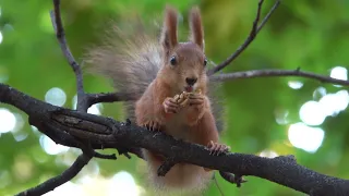 Небольшая зарисовка с незнакомыми белками / A small sketch with unfamiliar squirrels