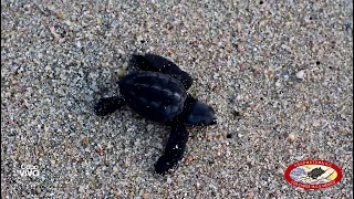 Sea Turtles Navigate to the Sea Throughout Los Cabos