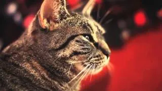 Cat sings hard rock(кот поет тяжелый рок)