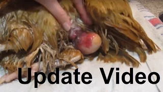 UPDATE - Fixing/treating a chicken prolapse vent & bound egg