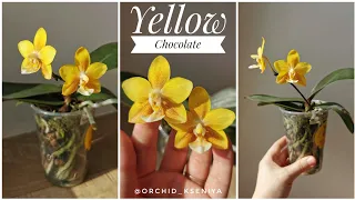 Орхидея Желтый Шоколад - phal. KS Balm "Yellow Chocilate". Первое цветение азиатского фаленопсиса