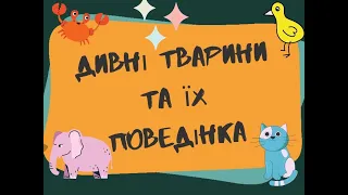 Дивні тварини та їх поведінка (ІНФАСОТКА)