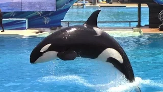 Killer Whales Up Close (Full Show) at SeaWorld San Diego 6/23/16