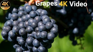 Grapes Fruits 4K Video || Beautiful Grapes Fruits Video - Trance Yt