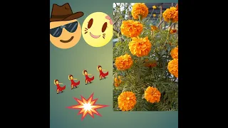 Marigold plant life cycle 😊 How long will marigolds bloom?🌼 How long do marigolds grow?🎀#Shorts❤️❤️