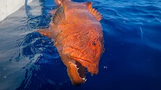 MEGA Coral Trout - Jigging the Great Barrier Reef