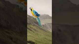 Aladdin Bird effect video.New Bird effect video