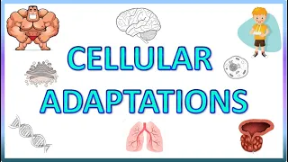 Cell Adaptations : Pathology -   Hypertrophy, Hyperplasia, Atrophy & Metaplasia