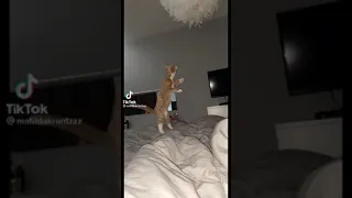 TikTok | Cat swinging on chandelier