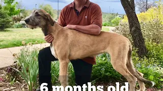 An Irish Wolfhound- First 2 Years