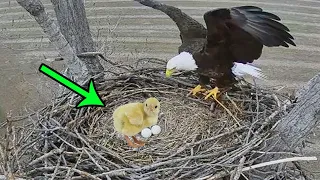 This farmer put a chicken egg into an eagle nest. This is how things turned outforthechickViralvideo