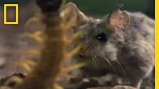 Centipede vs. Grasshopper Mouse | National Geographic