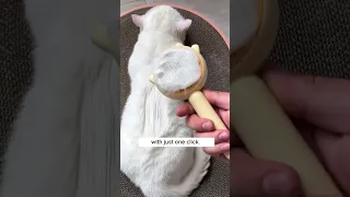 Brushing My Cat Is SO Satisfying 😫😻