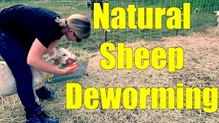 Deworming Sheep the Natural Way