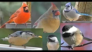 Bird Bonanza for Cats to Watch in 4K