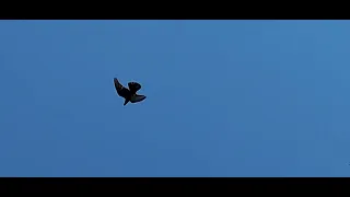1 июля 2022 г. Лет андижанских голубей.