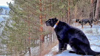 🐆 Luna the Panther and 🐕 Rottweiler Venza are on the trail of the beast 👣👣