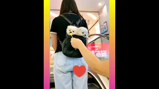 Tik Tok Chó Phõc Sóc Mini 😍 Funny and Cute Pomeranian #172