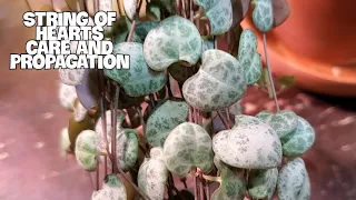 STRING OF HEARTS CARE AND PROPAGATION | Easy Care For Ceropegia Woodii #stringofhearts #houseplants