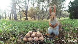 Squirrel and nuts.