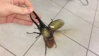 i shouldn't have touched this bug..