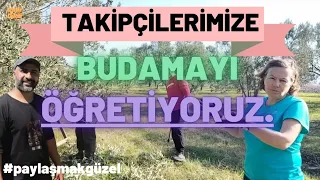 15 Yaş Trilye Zeytin Budaması.Zeytin Budama.Gemlik Zeytin Nasıl Budanır?