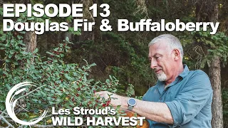 Survivorman | Wild Harvest | Season 1 | Episode 13 | Douglas Fir & Buffaloberry | Les Stroud