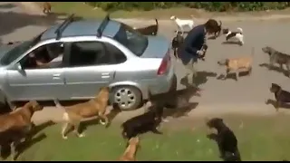 Periodista fue atacado por una gran cantidad de perros en plena transmisión en vivo