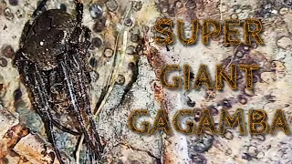 Gagambang Giant sa Tumbang Puno