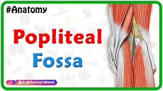 Popliteal fossa Anatomy Animation : Boundaries, Contents and Relations / USMLE Step 1