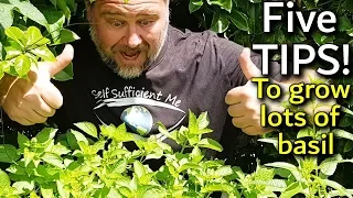 5 Tips How to Grow a Ton of Basil in One Container or Garden Bed