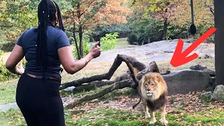 Un Lion revoit sa gardienne après 08 ans - Observez attentivement sa réaction !