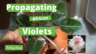 Growing African violet plants from leaf cuttings
