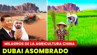 ¡Logro Épico! CHINA CULTIVA 8,200 ACRES DE ARROZ En El Desierto Más Grande del Mundo